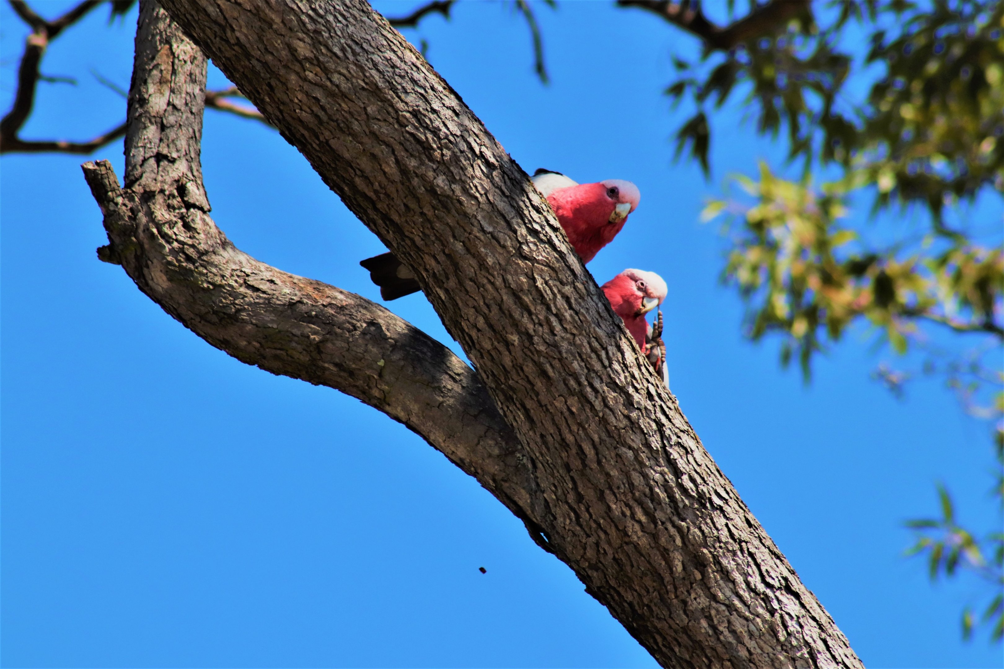 Galahs (Eolophus roseicapilla)