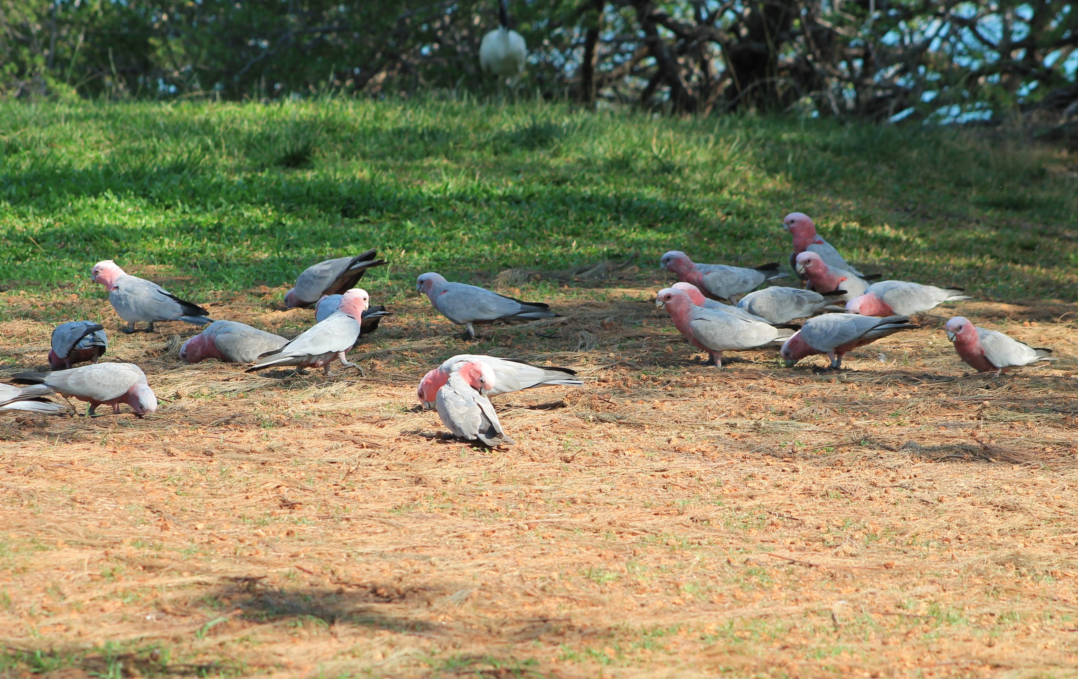 Galahs (Eolophus roseicapilla)