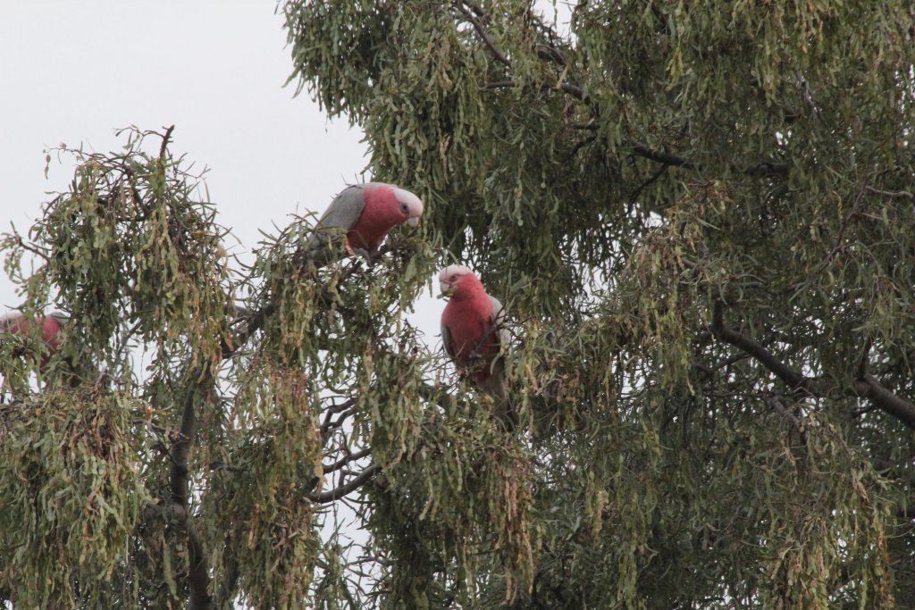 Galahs (Eolophus roseicapillus)