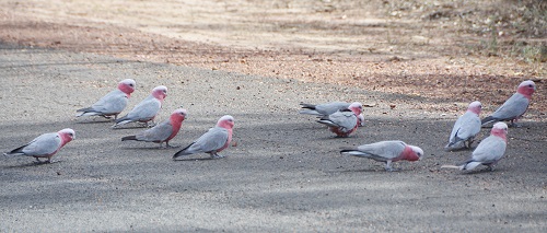 Galahs, feeding on road.