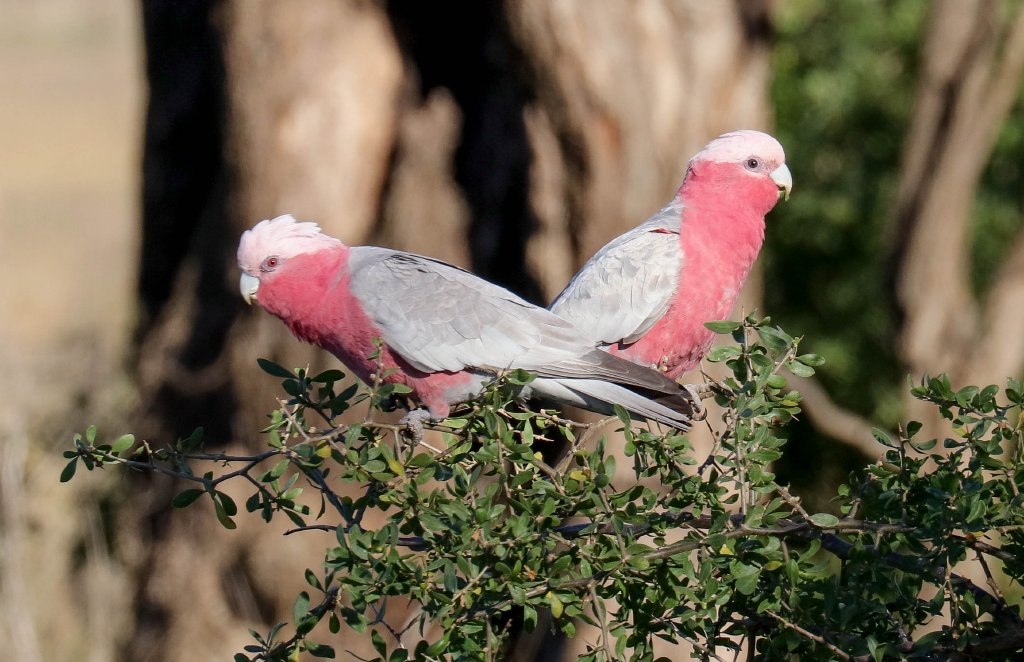 Galahs feeding