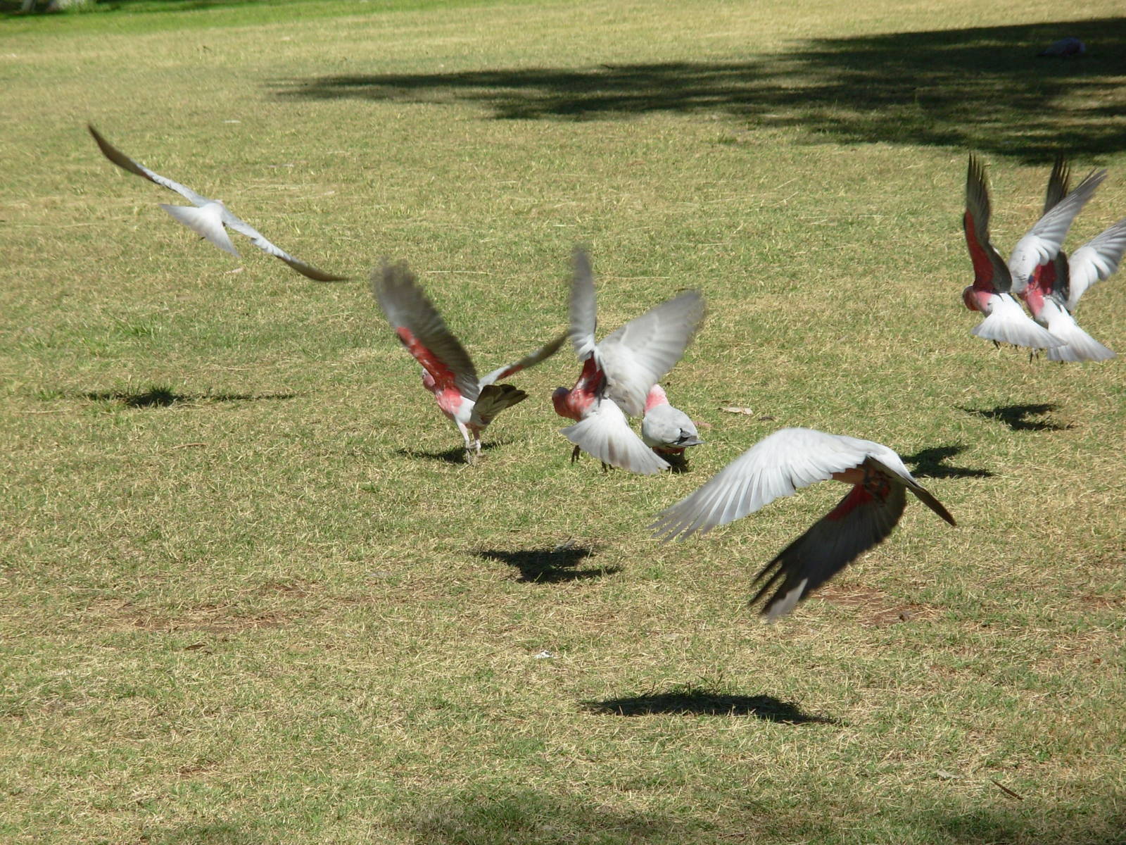 Galahs in flight - Alice Springs Desert Park