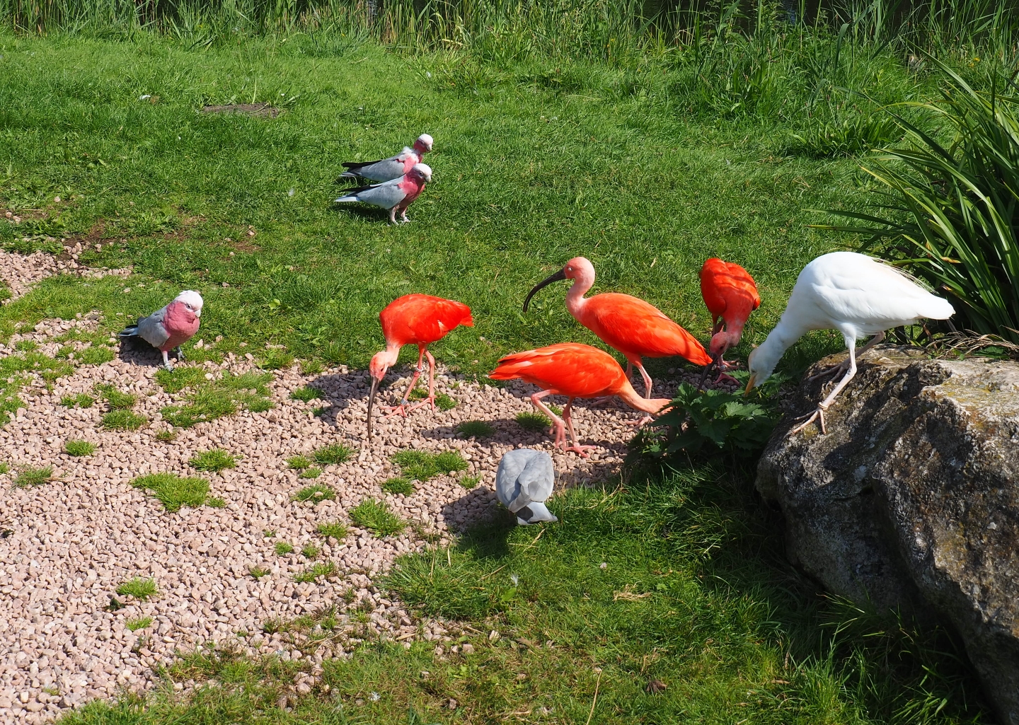 Galahs, scarlet ibis and western cattle egrets in the flight show presentation area (Sep 2nd, 2018)