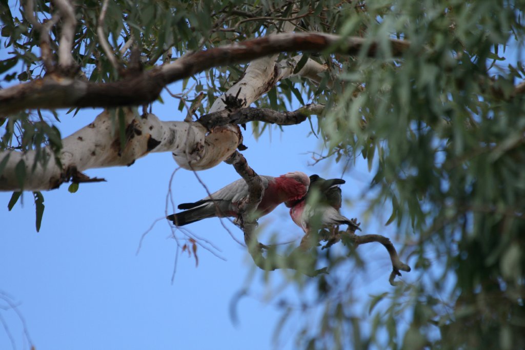 Galahs - wild