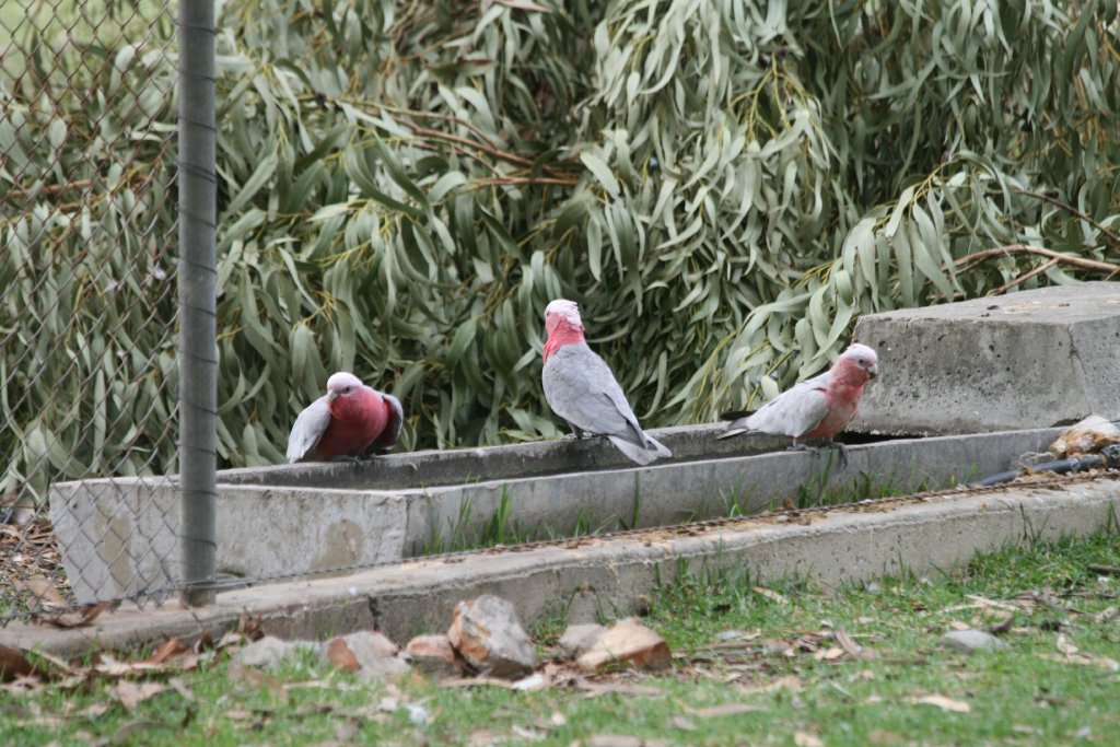 Galahs, wild