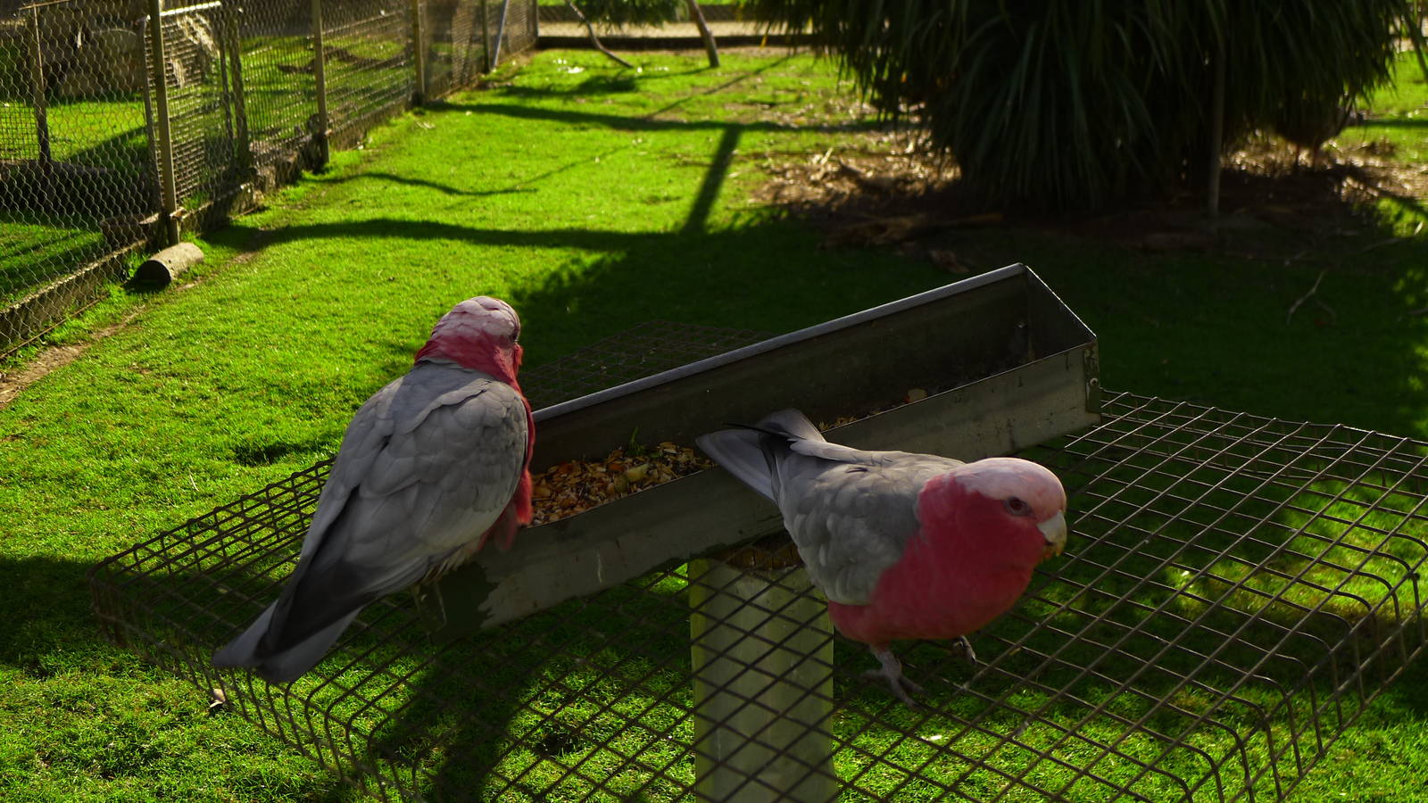 Galahs