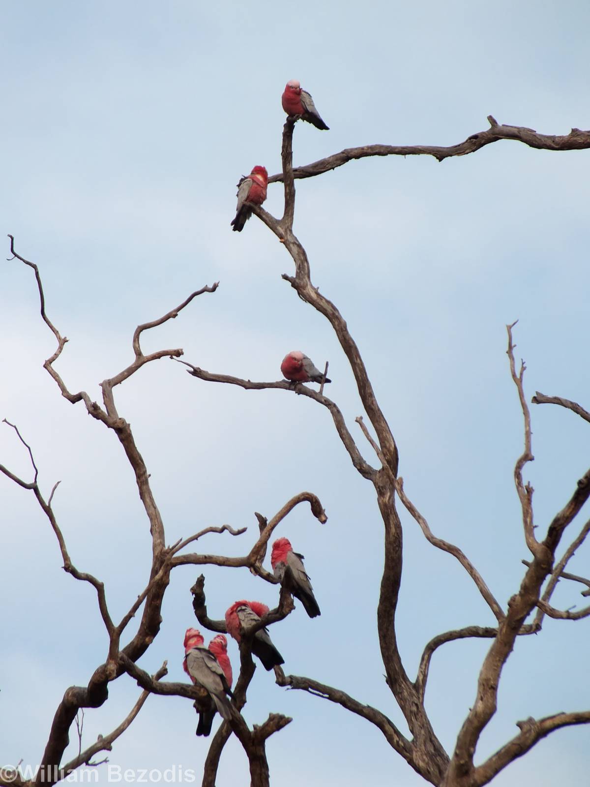 Galahs