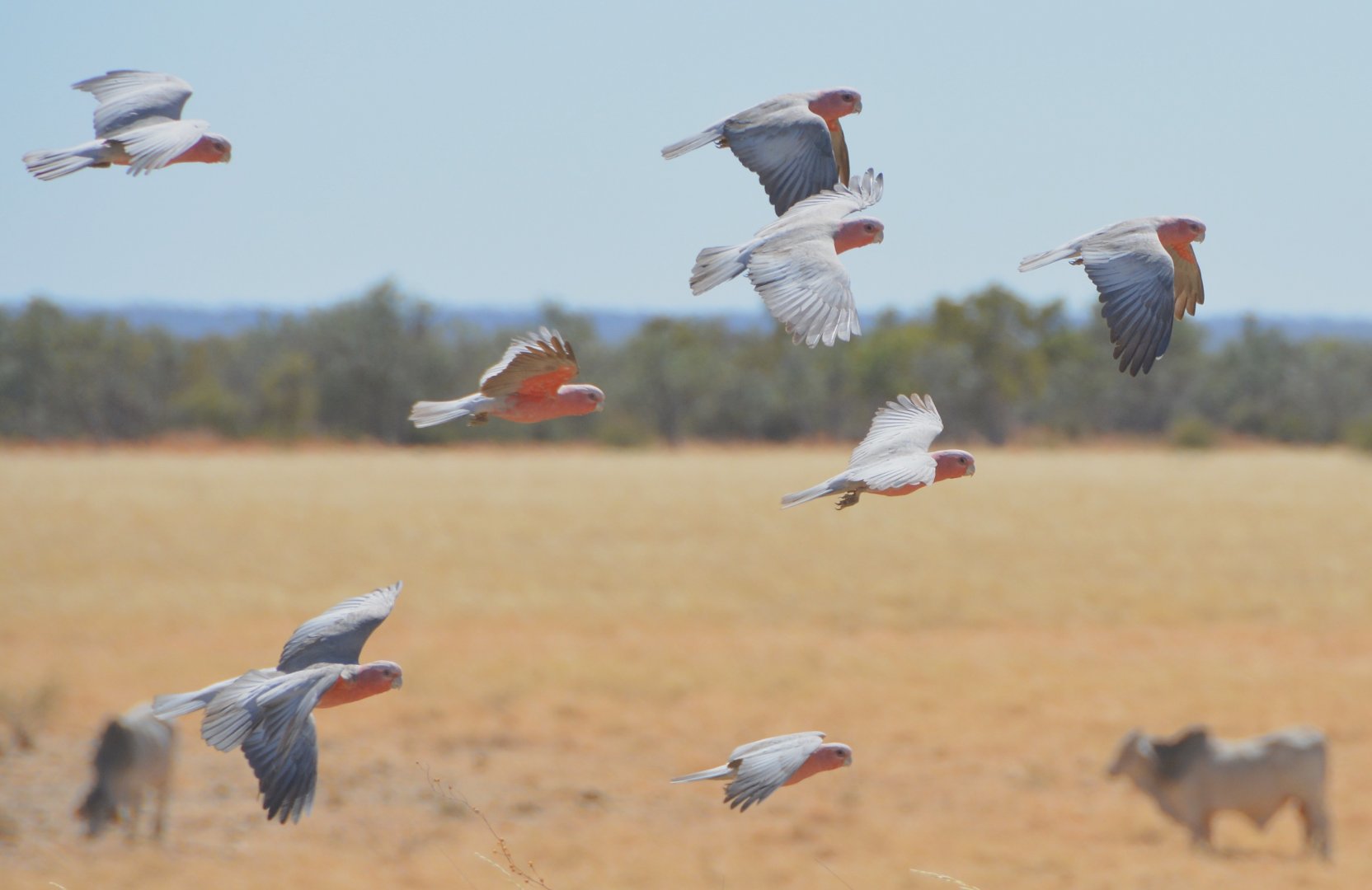 Galahs