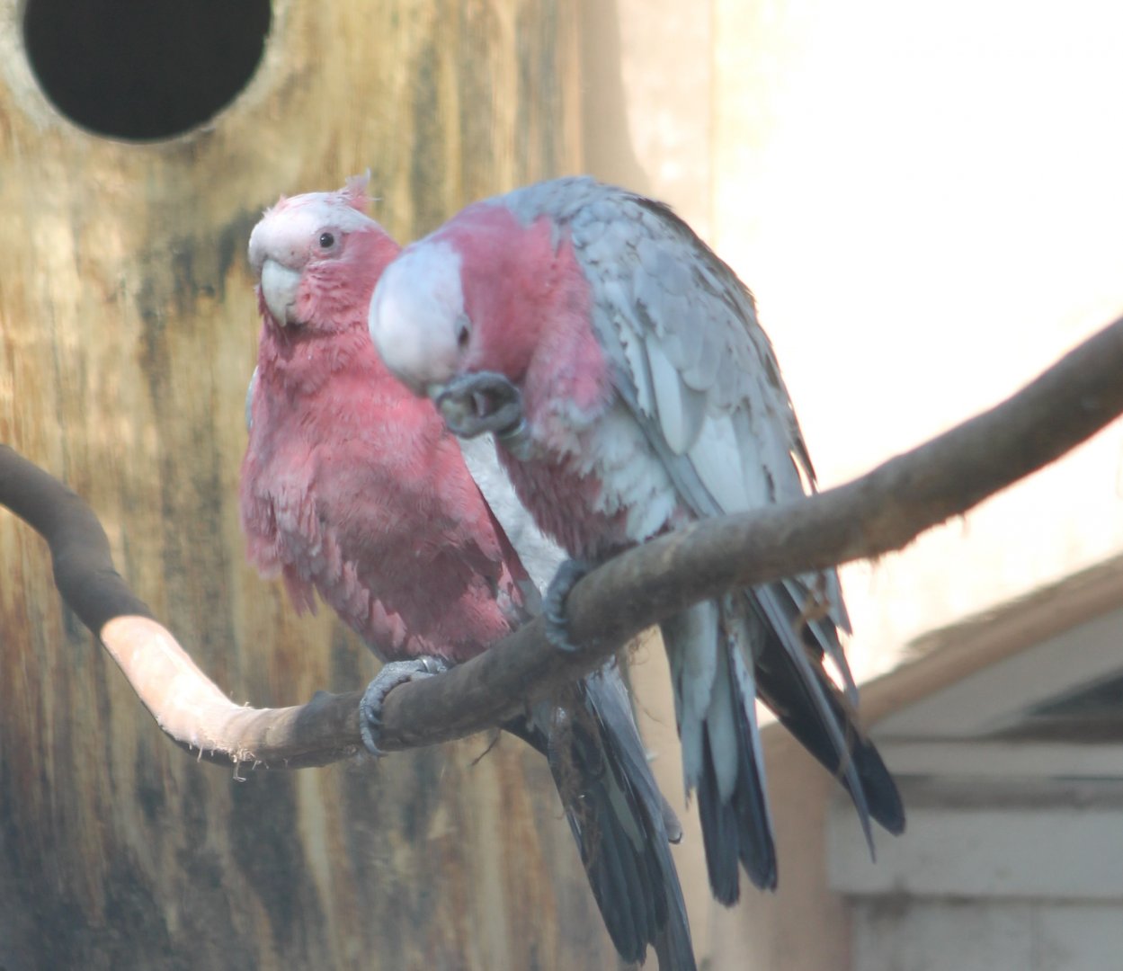 Galahs