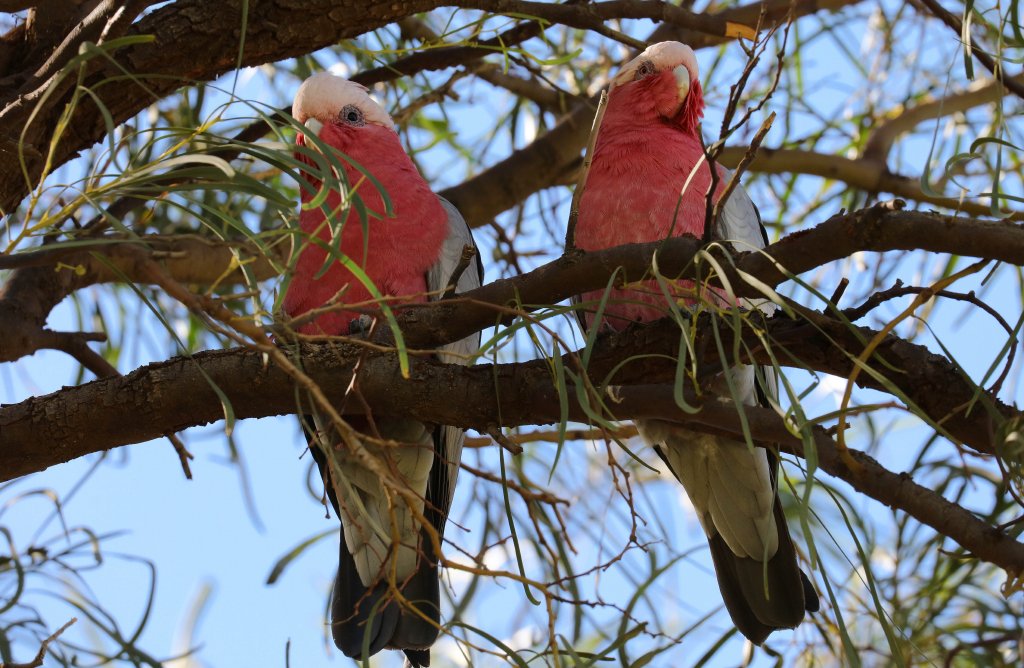 Galahs