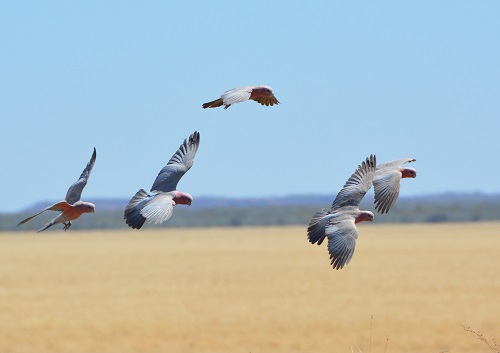 Galahs