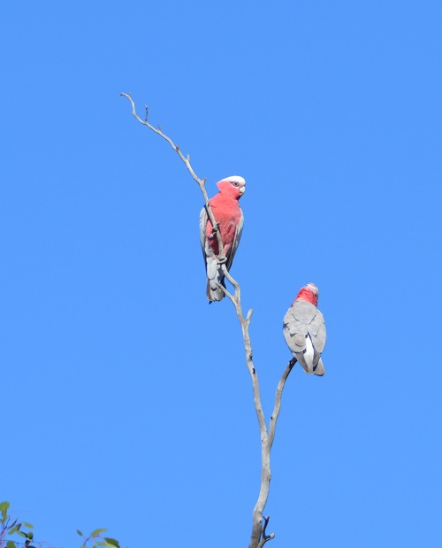 Galahs
