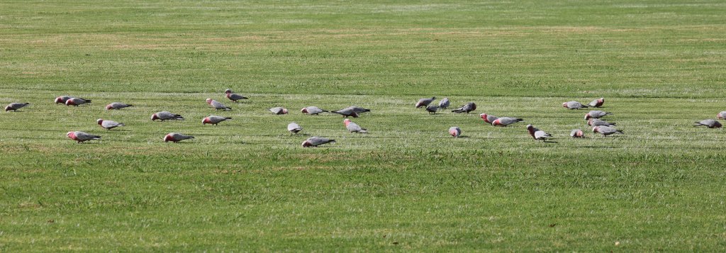 Galahs