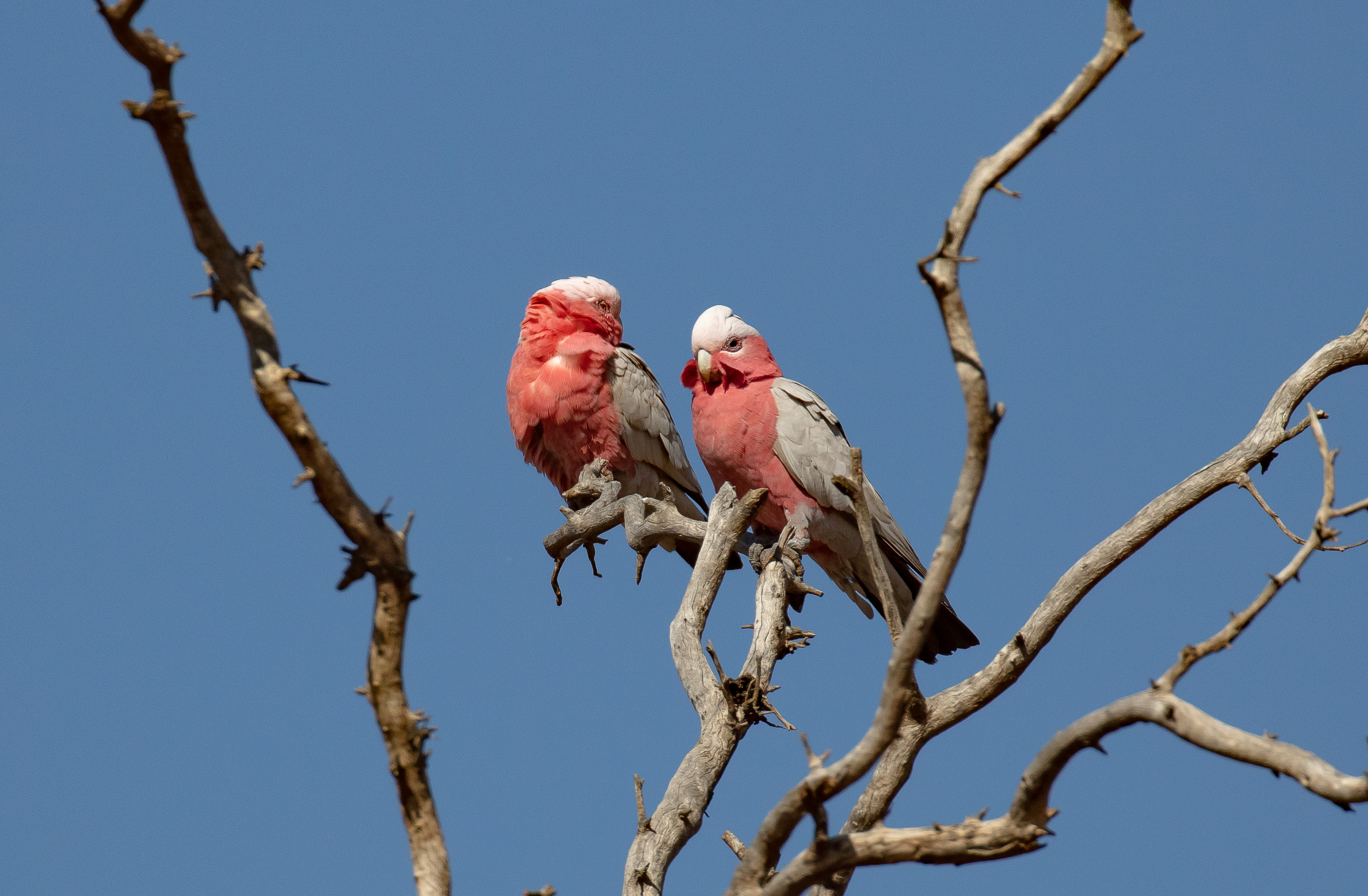 Galahs