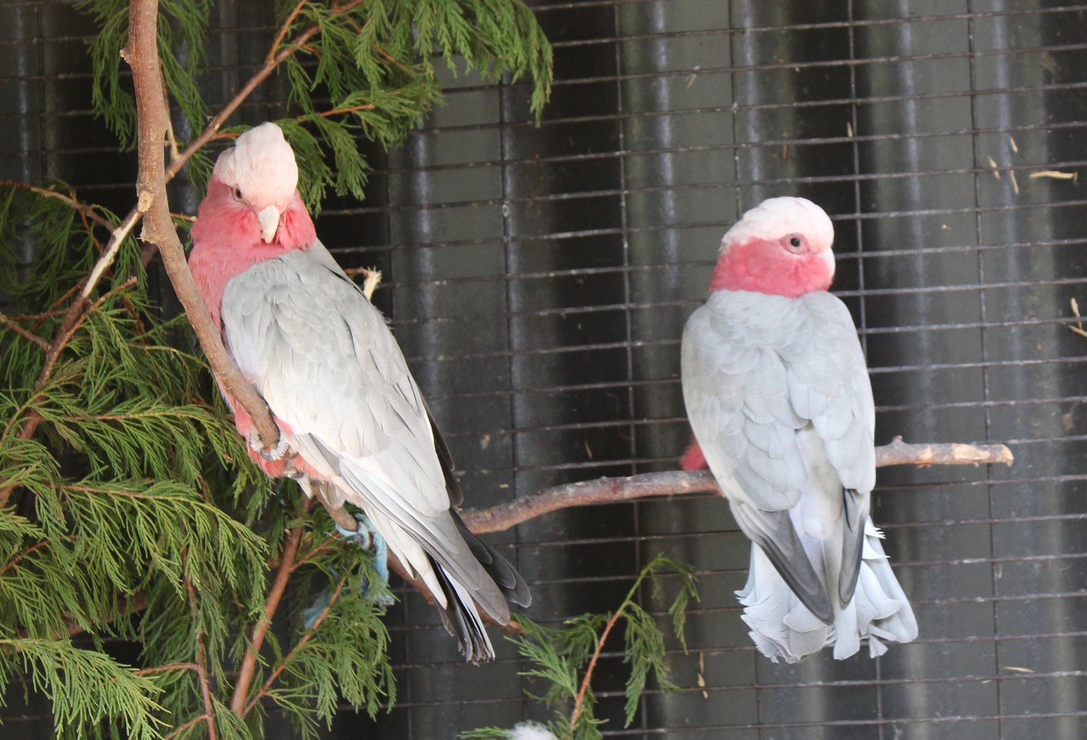 Galahs