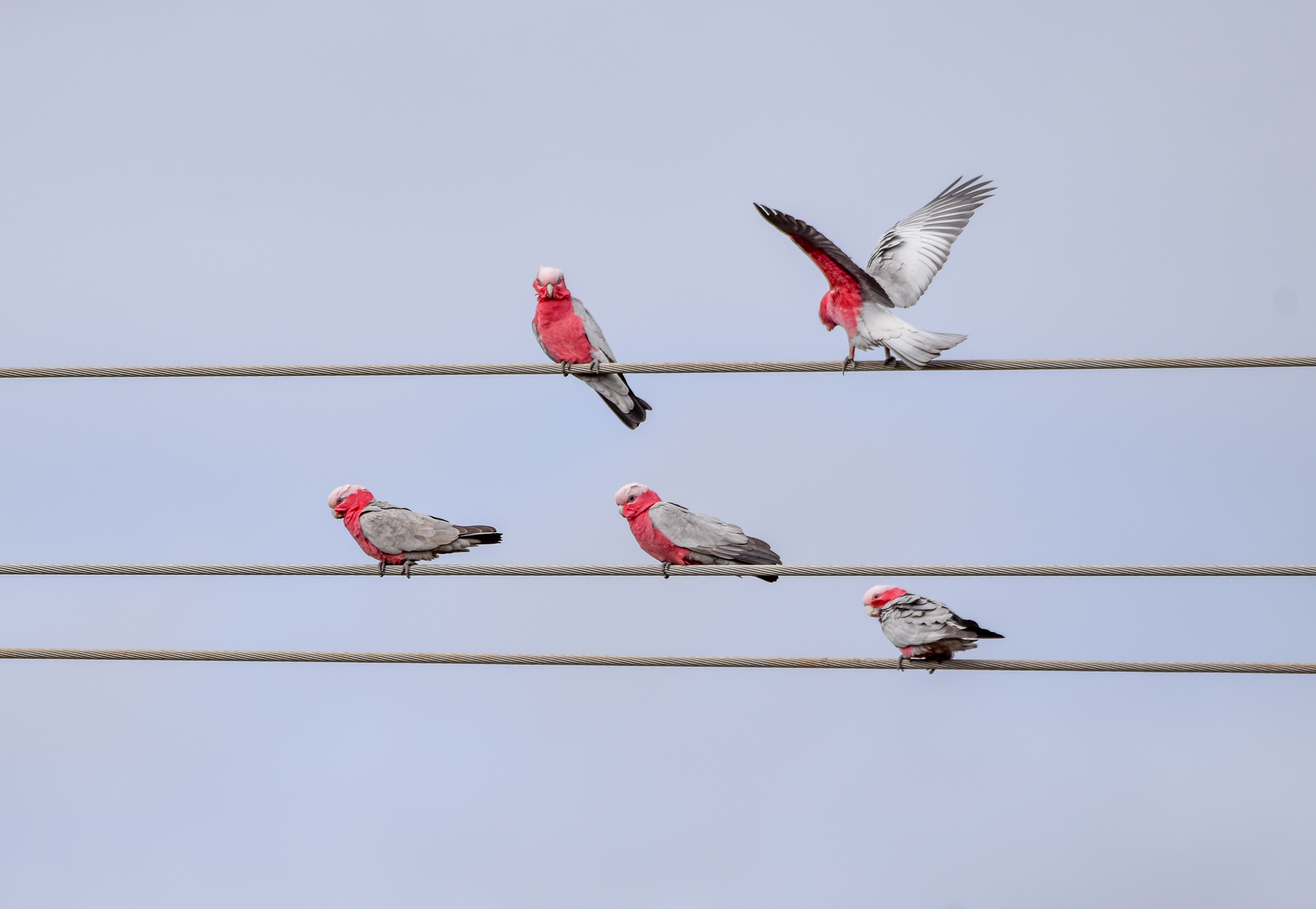Galahs