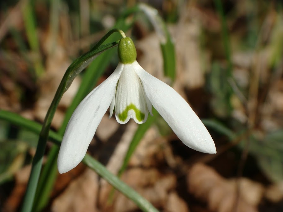 Galanthus nivalis L.