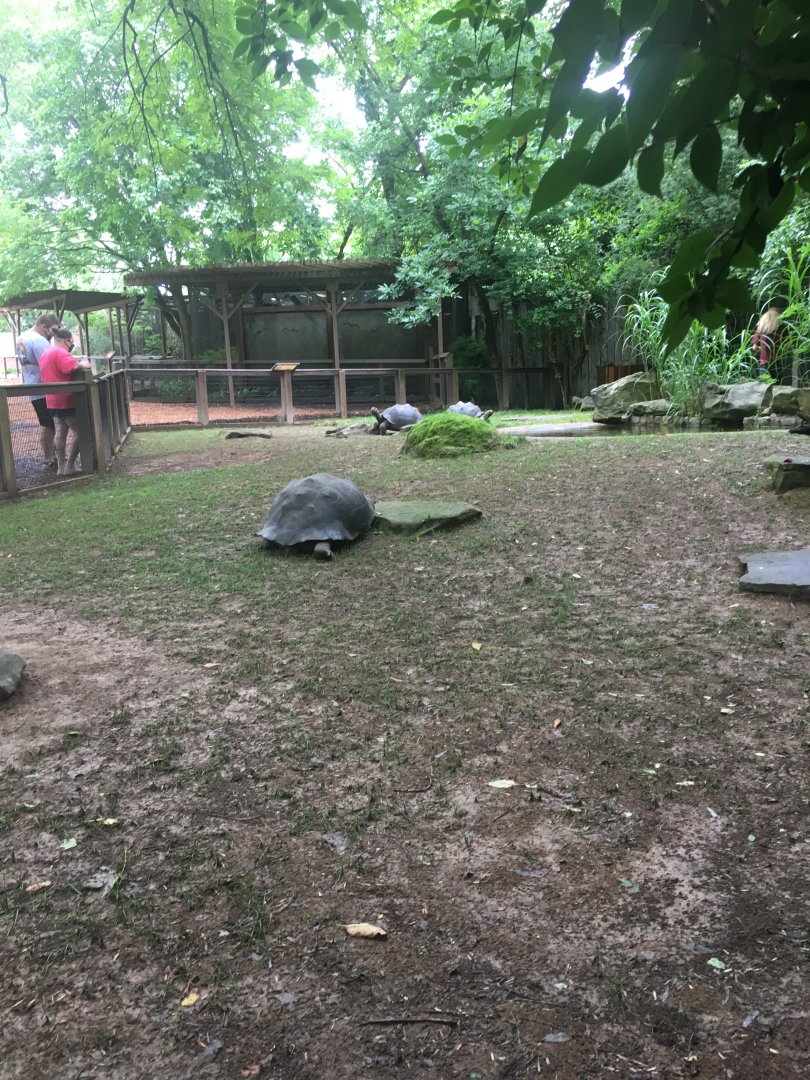 Galapagos and Aldabra tortoises