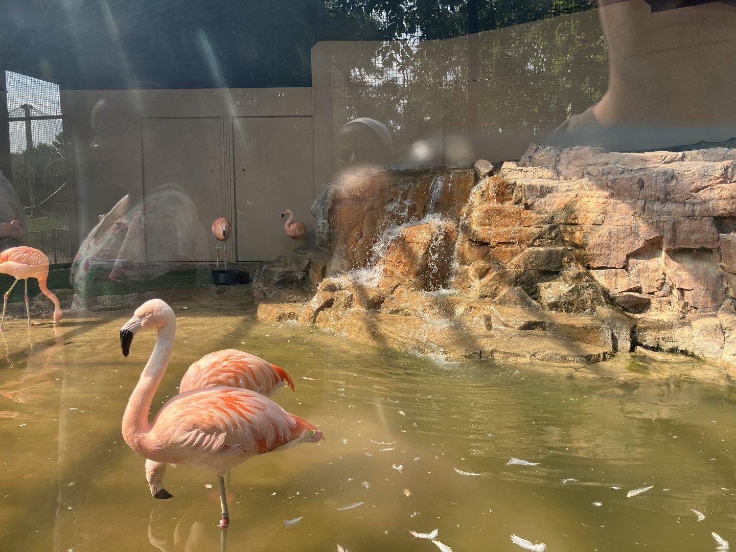 Galapagos - Chilean Flamingo Indoor Exhibit