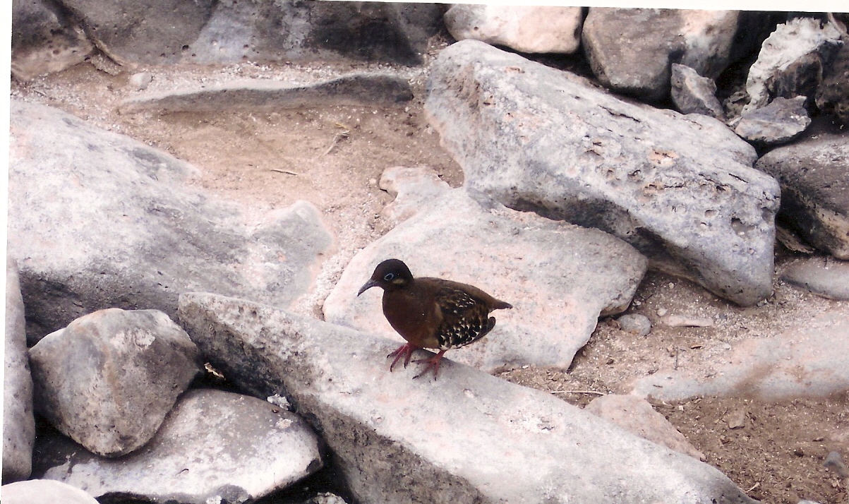 Galapagos Dove