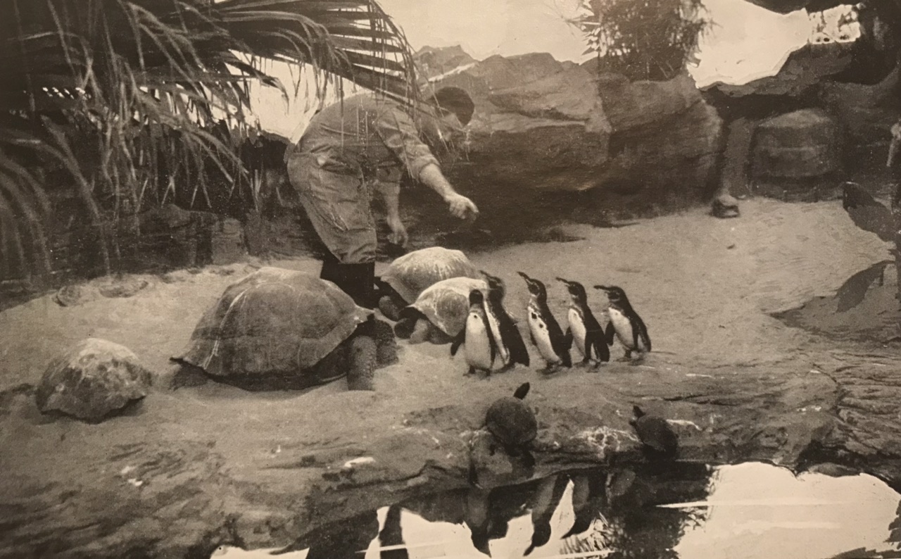 Galapagos Exhibit in the old Reptile House (1938)