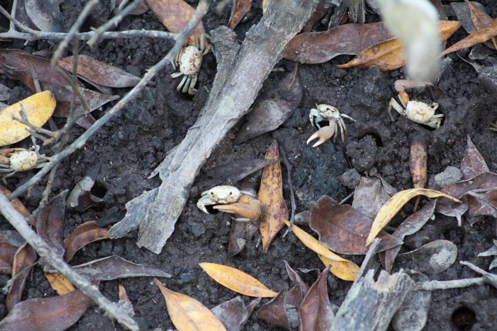 Galápagos fiddler crab