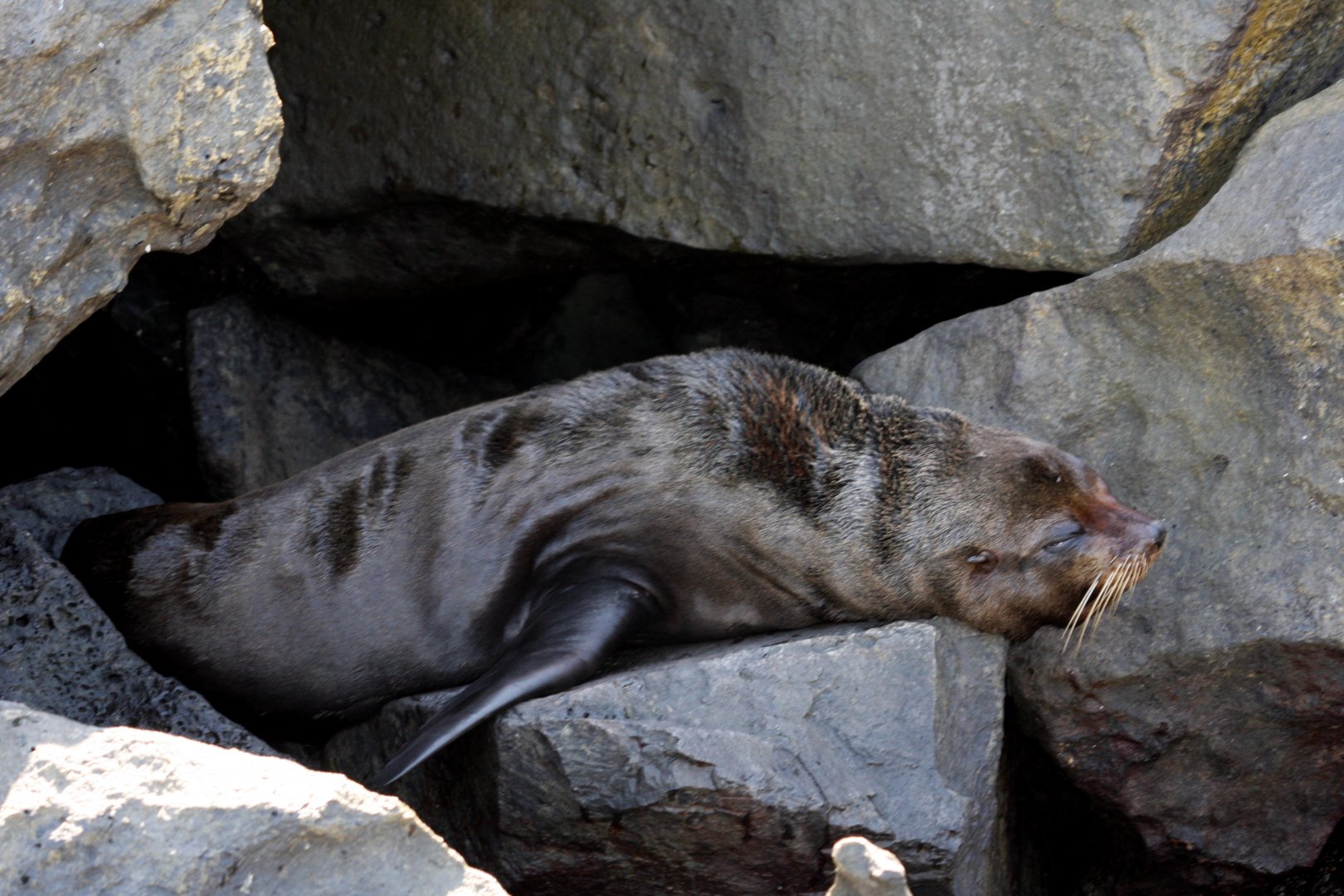 Galápagos fur seal (Arctocephalus galapagoensis) 2012