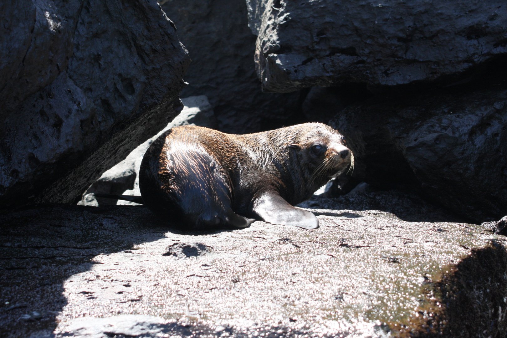 Galápagos fur seal (Arctocephalus galapagoensis) 2012