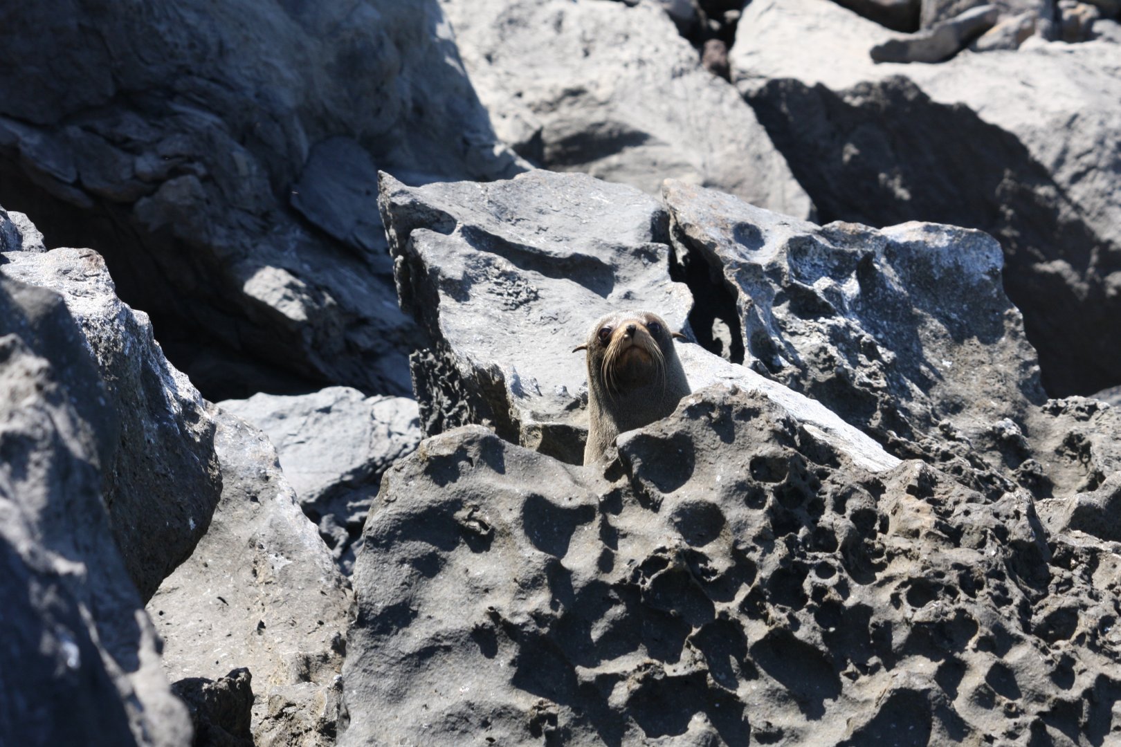 Galápagos fur seal (Arctocephalus galapagoensis) 2012
