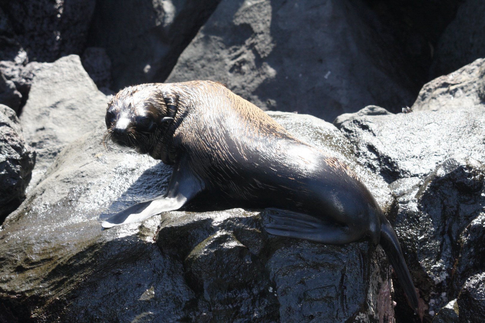 Galápagos fur seal (Arctocephalus galapagoensis) 2012