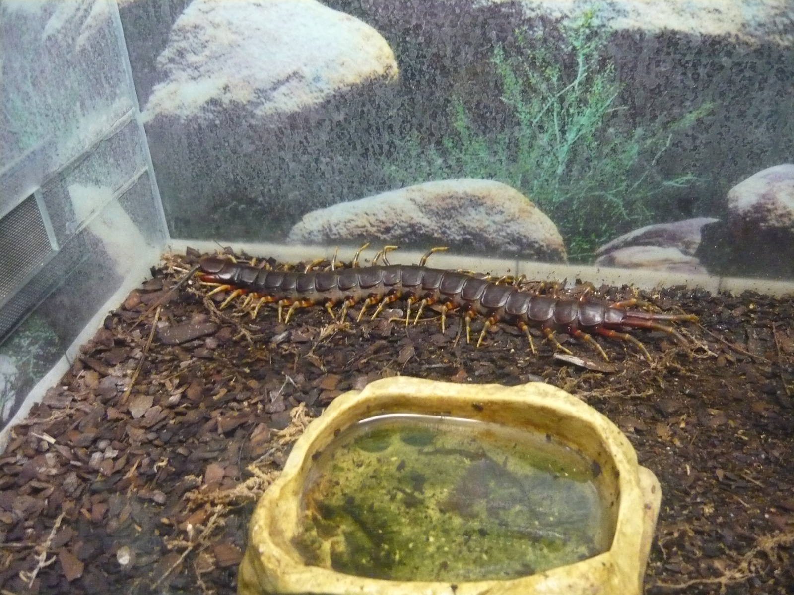 Galapagos giant centipede (Scolopendra galapagoensis)