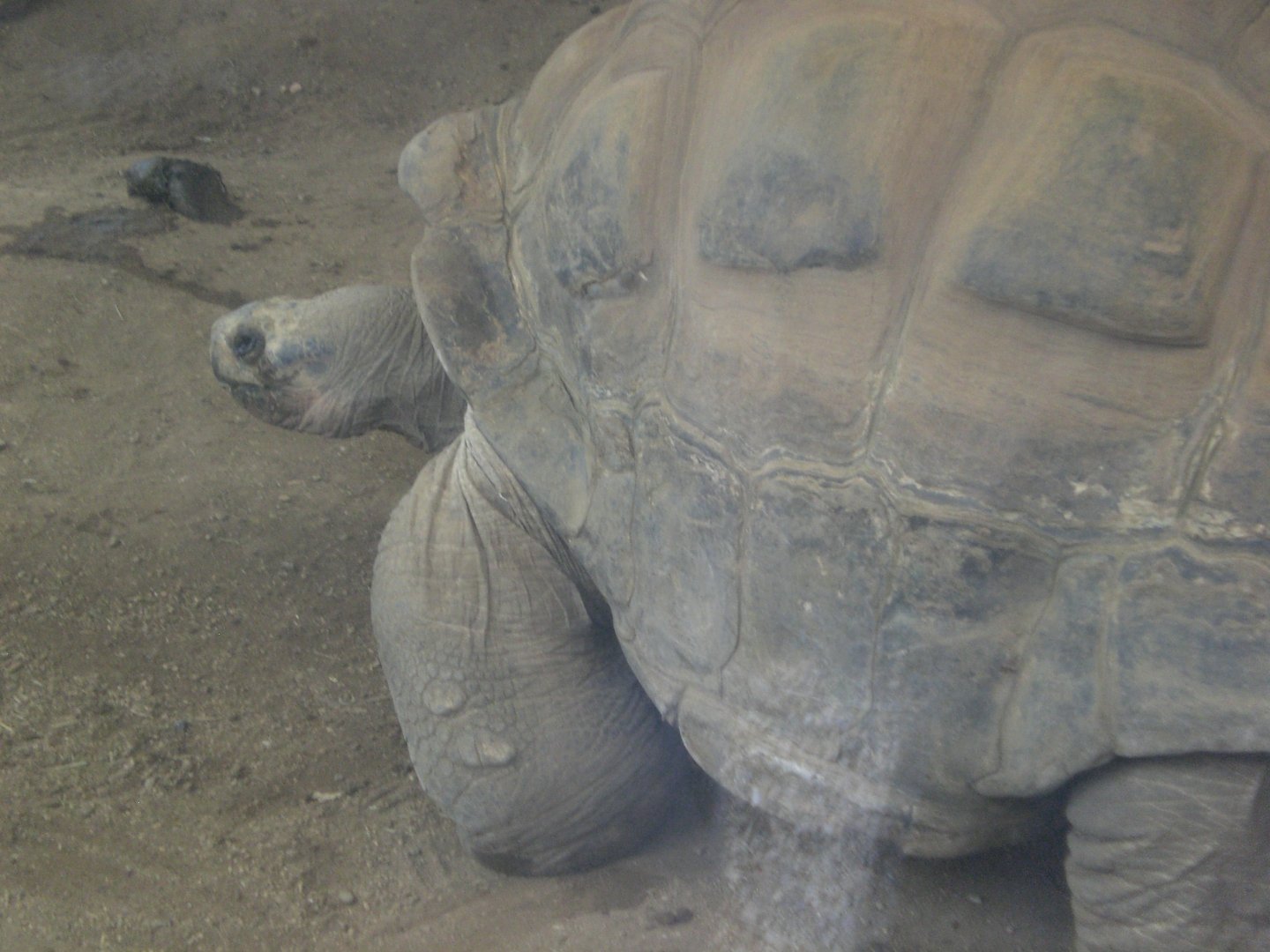 Galapagos Giant Tortoise 110423