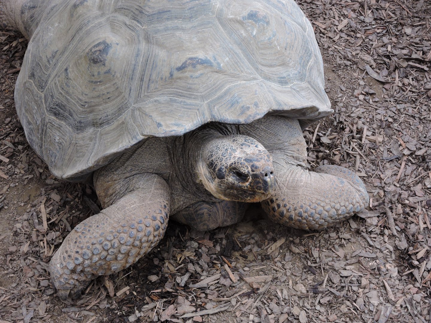 Galápagos giant tortoise [2015]