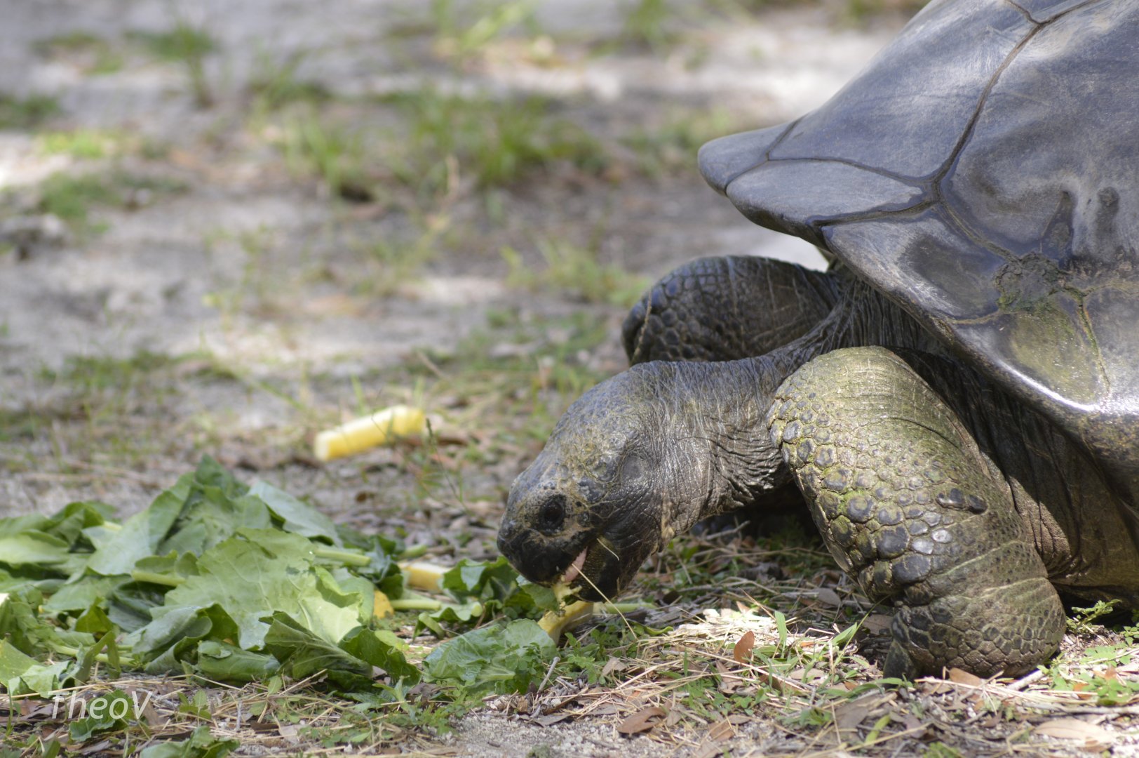 Galápagos giant tortoise [2017]