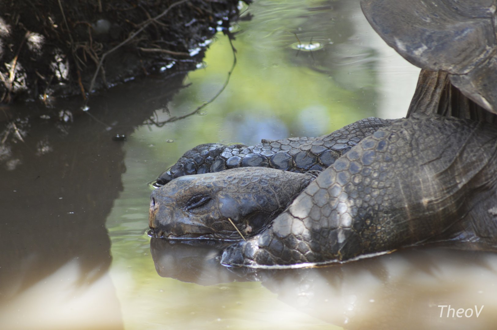 Galápagos giant tortoise [2017]