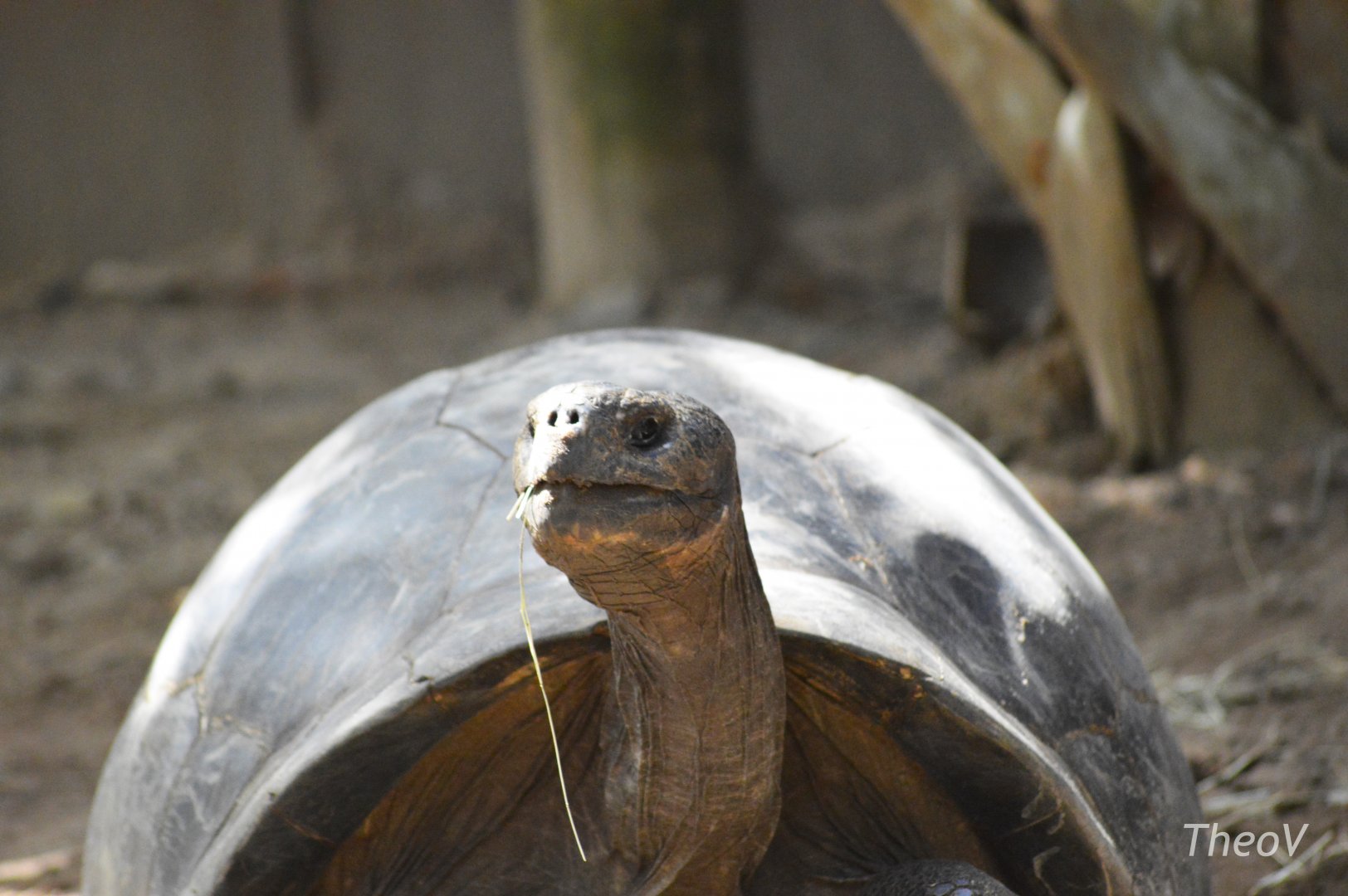 Galápagos giant tortoise [2017]