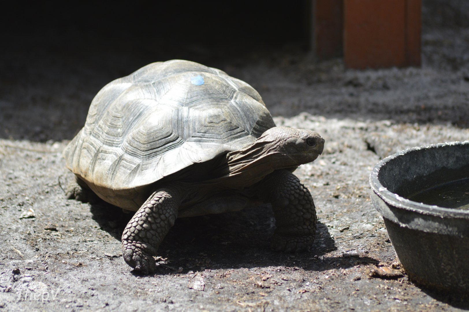 Galápagos giant tortoise [2017]