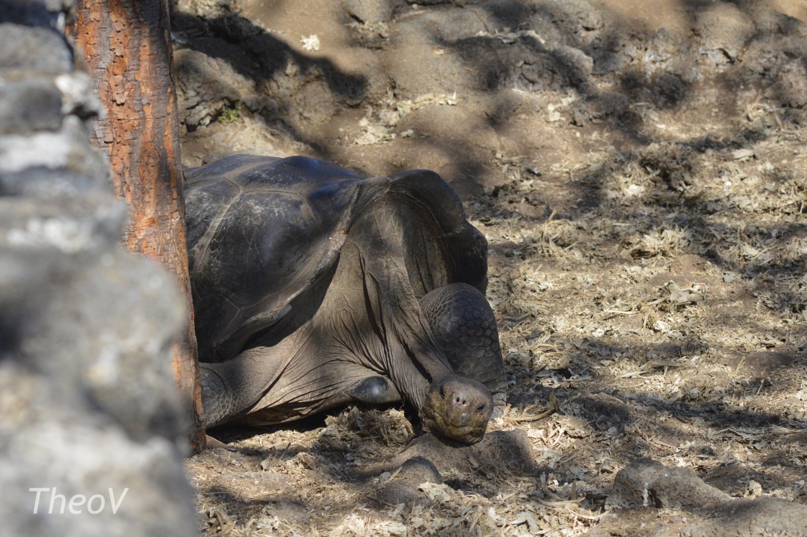 Galápagos giant tortoise [2019]