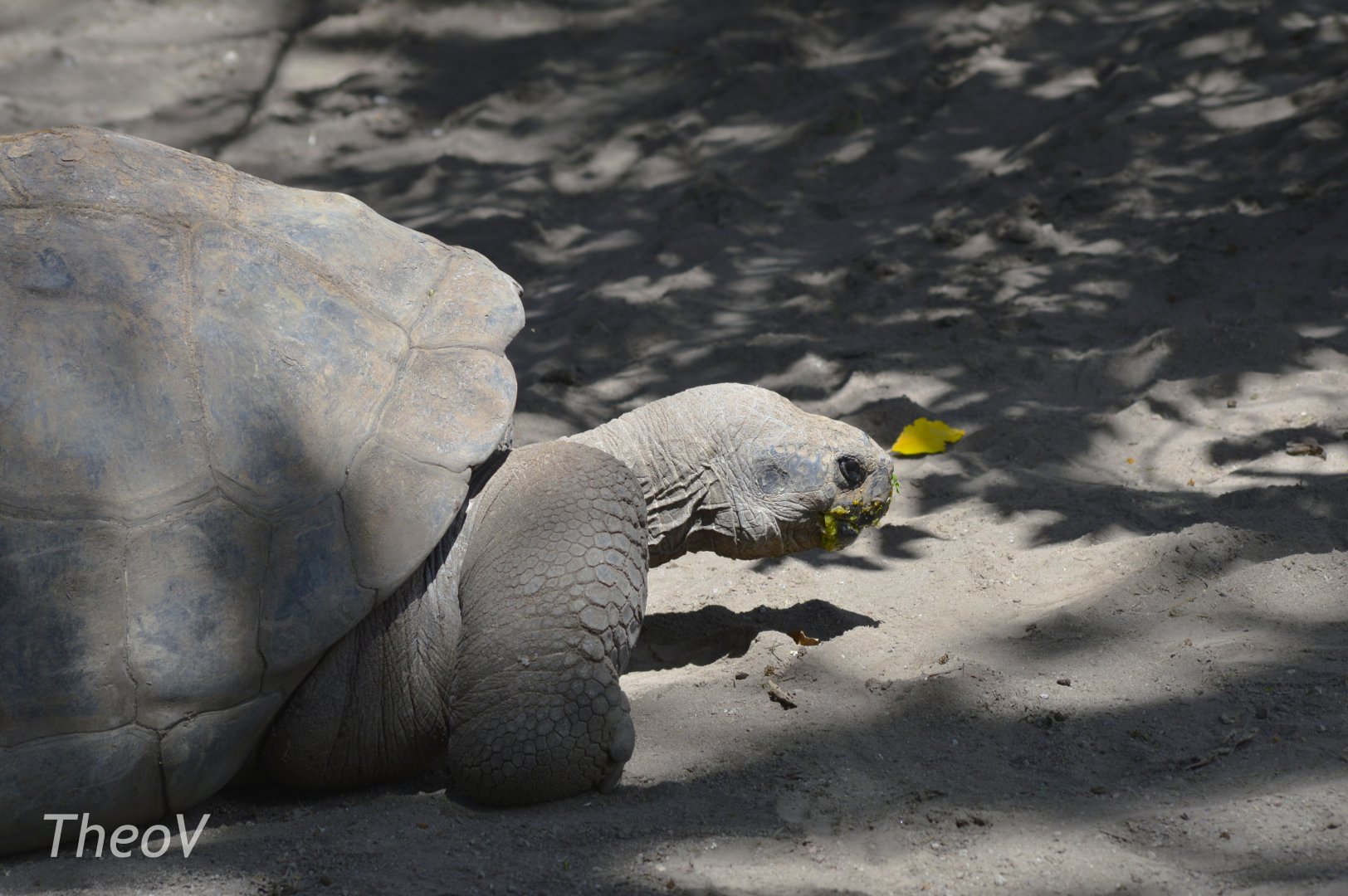 Galápagos giant tortoise [2019]