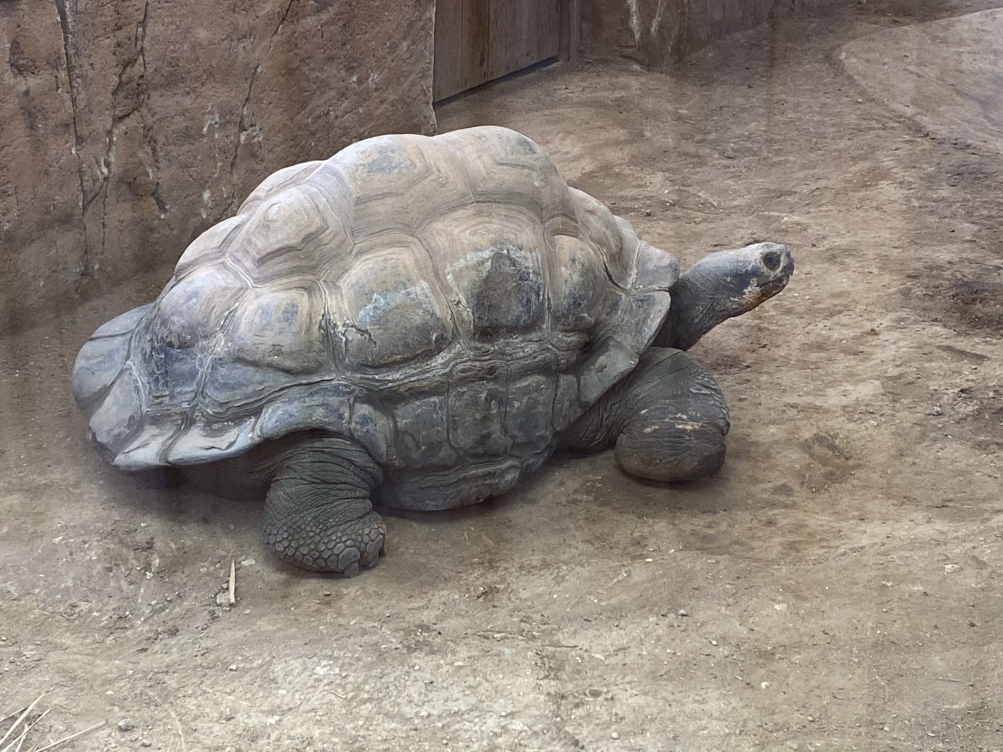 Galapagos giant tortoise 231119