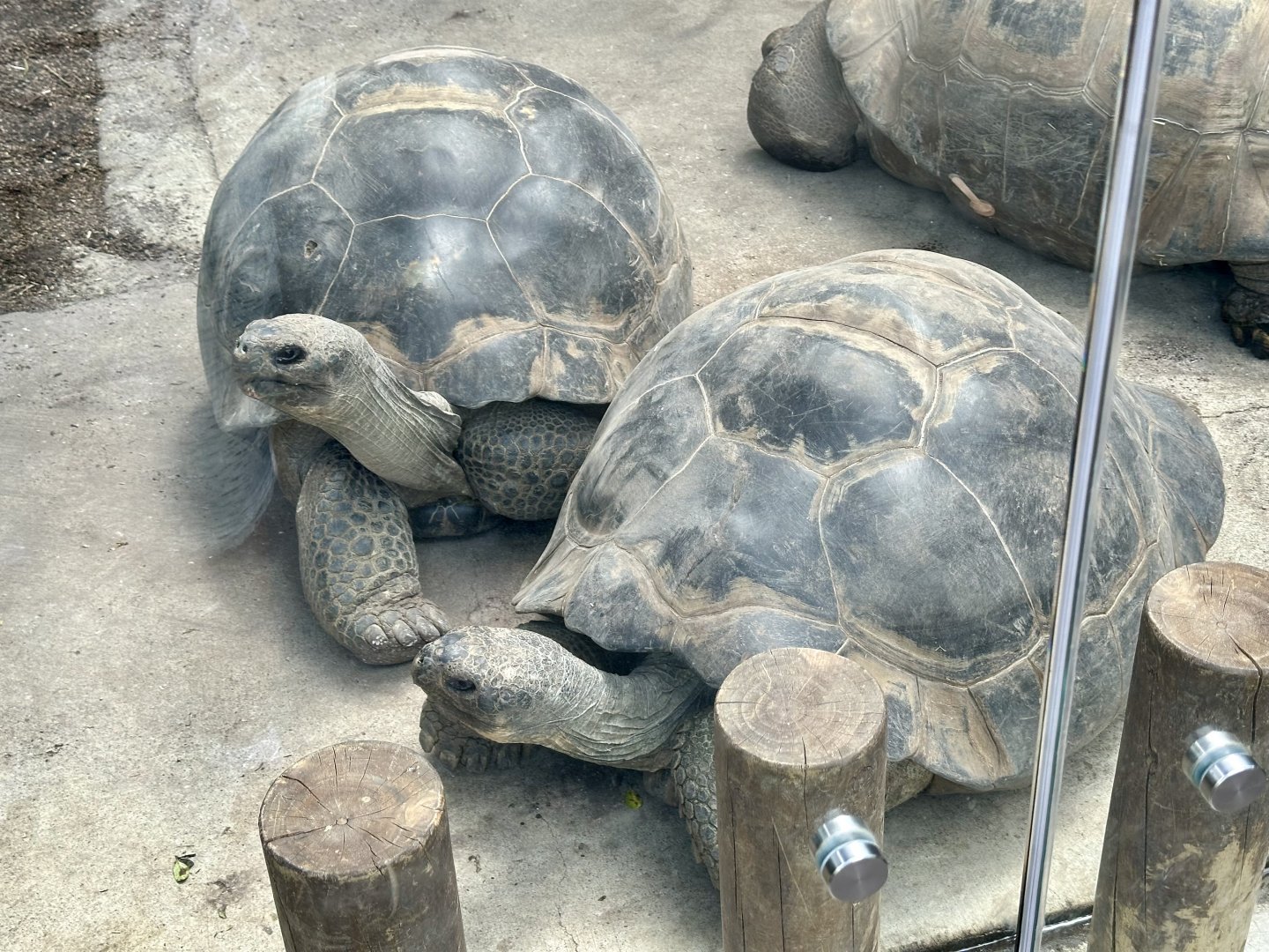 Galapagos Giant Tortoise (Adult Females)