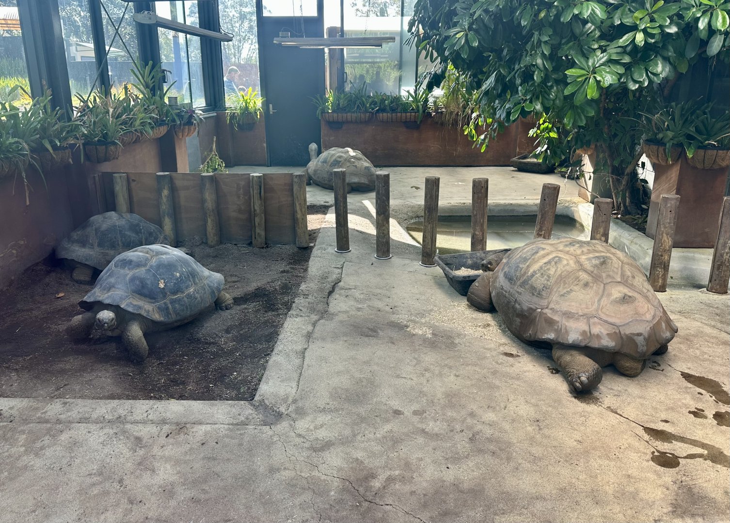 Galapagos Giant Tortoise (All Four Adults)