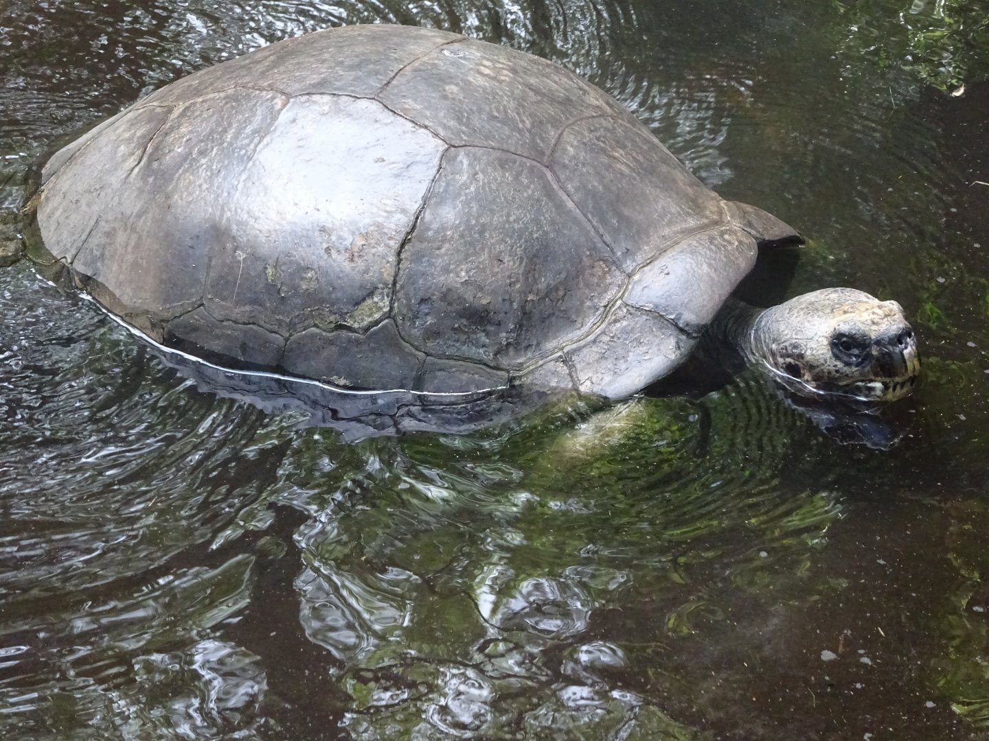 Galapagos Giant Tortoise at Disney's Animal Kingdom (2014)