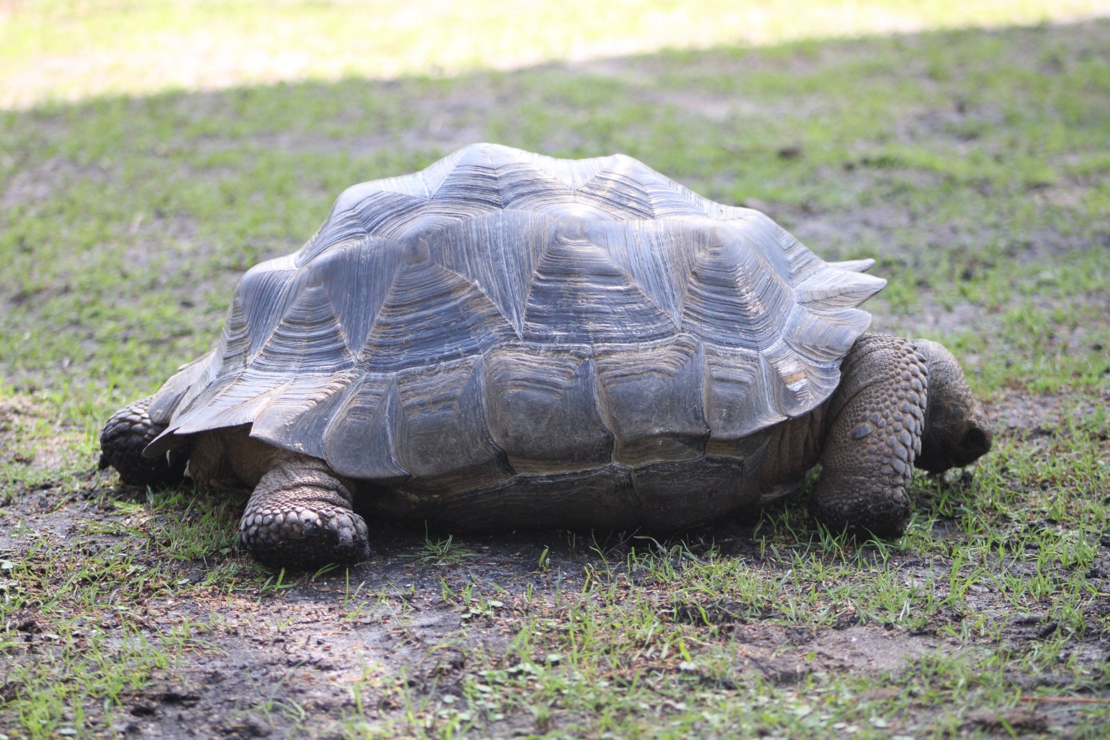 Galapagos Giant Tortoise (C. n. porteri)