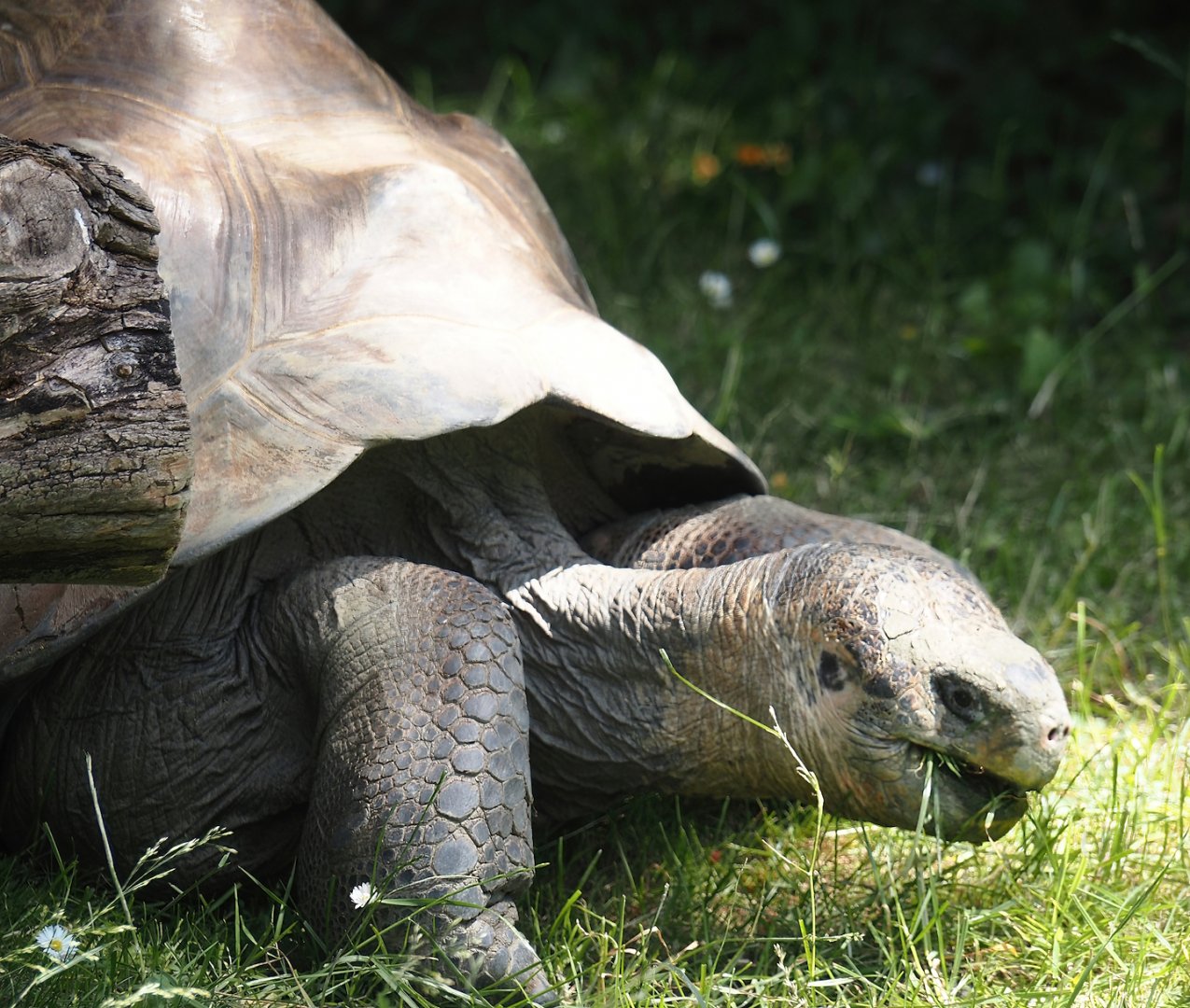 Galapagos giant tortoise (Chelonoidis niger), 2024-06-30