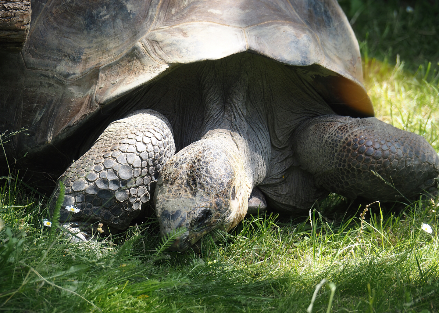 Galapagos giant tortoise (Chelonoidis niger), 2024-06-30