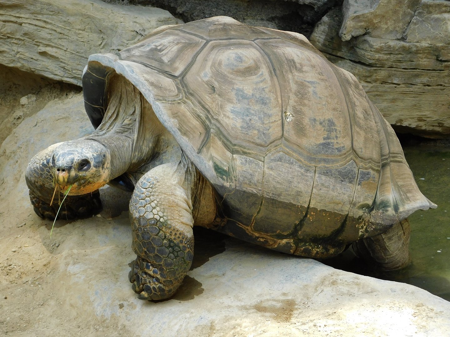 Galapagos Giant Tortoise (Chelonoidis niger) June 29, 2025