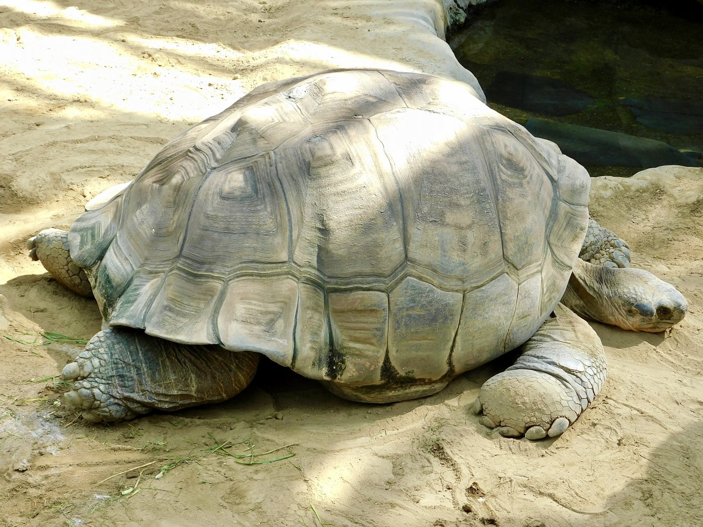 Galapagos Giant Tortoise (Chelonoidis niger) March 30, 2025