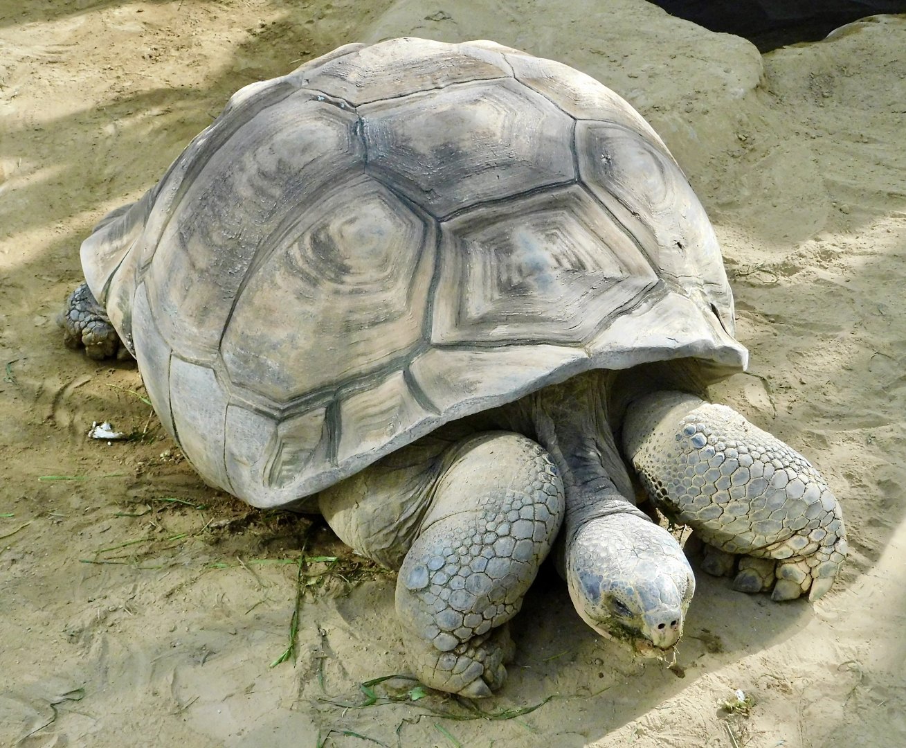 Galapagos Giant Tortoise (Chelonoidis niger) November 29, 2025