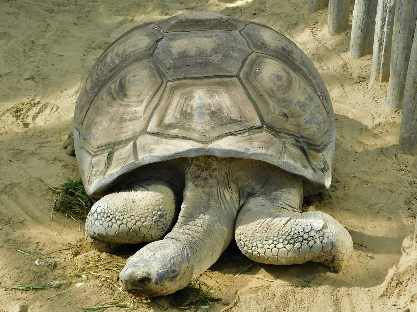 Galapagos Giant Tortoise (Chelonoidis niger) October 18, 2025